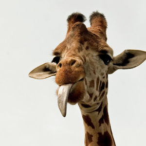 Meet your Posher, Holly